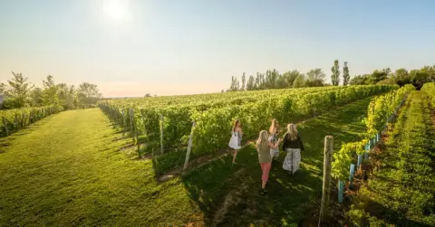 A walk through the vineyard at Domaine de Grand Pré