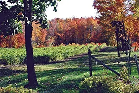 Vines in autumn at the Dunham vineyard