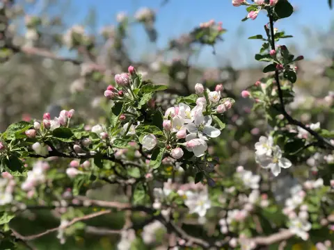 The apple orchard at the vineyard