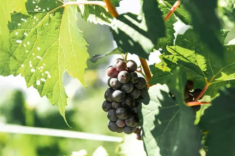 Grape cluster at Domaine du Ridge