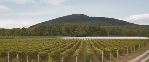 Vines and fields at Domaine Inselberg on Mont Rougemont