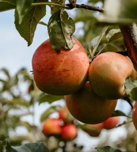 The orchard at Domaine Labranche