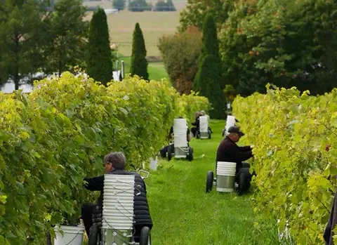 Vines at Domaine Les Petits Cailloux