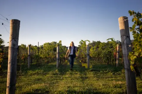 Harvest and production at Domaine Queylus