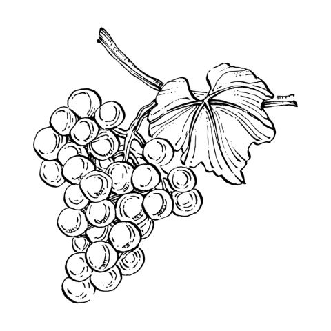 Dessin de vignes décoratives