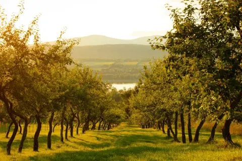 Rows of apple trees at Domaine Steinbach on Île d'Orléans