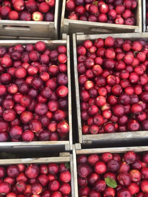 Crates of cider apples at Domaine Steinbach