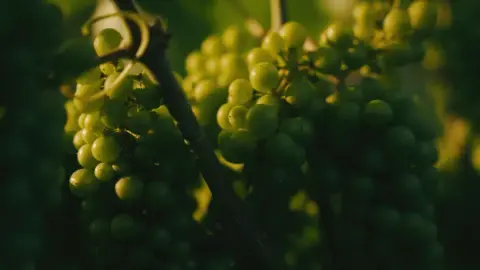 Grapes at Vineterra