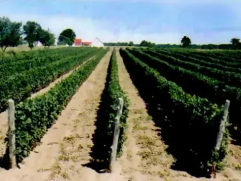 The Exultet Estates vineyard in summer