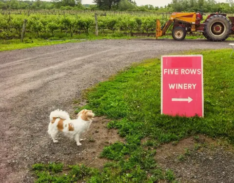 Five Rows This Way Crop copy.jpg