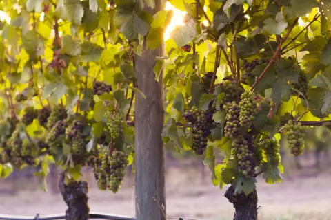 Vines at Foxtrot's Naramata Bench vineyard