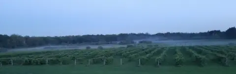 The Green Gables Vineyard