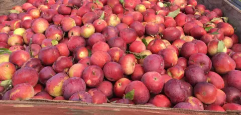 A wooden bin full of freshly picked red apples