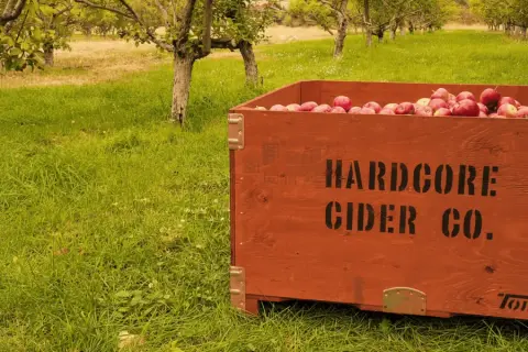 A Hardcore Cider Co. wooden bin full of red apples in the orchard grass