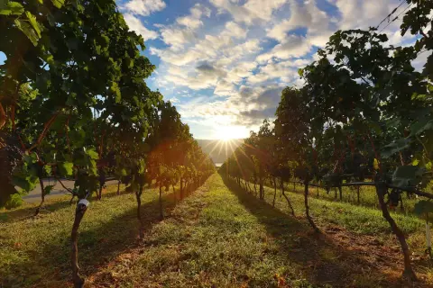 lush okanagan vineyard with setting sun in background