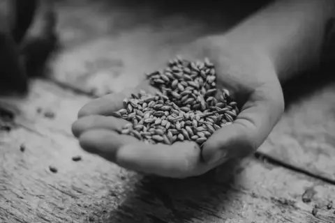 Malted grain in hand at Herald Street Brew Works