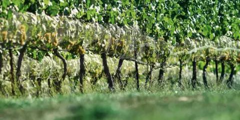 Hidden Bench Estate Winery product photo