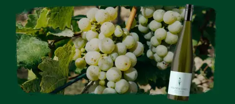 Hidden Vines Family Estate Winery product photo