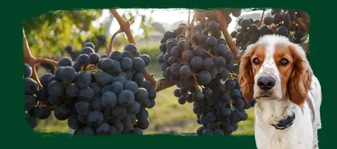 Hidden Vines Family Estate Winery product photo