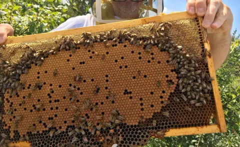 Image shows the beekeeper, Chris, holding a full frame of honeycomb, with bees crawling around it.