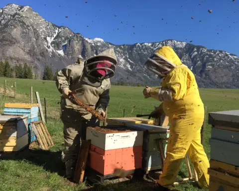 Honey Bee Zen Apiaries product photo