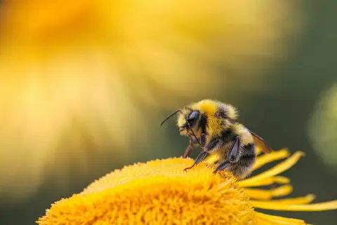 Honeybee Centre product photo