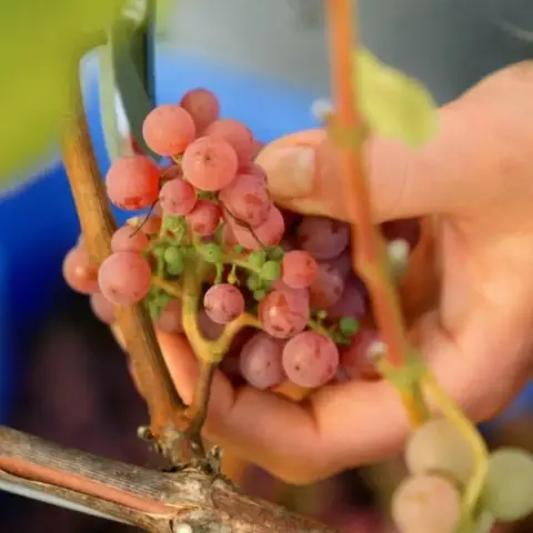 Hornby Heart Vineyard product photo