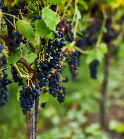 The vineyard at Hounds of Erie Winery