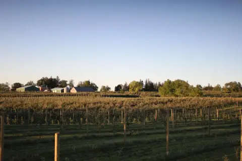 The Brantview apple orchard in St. George