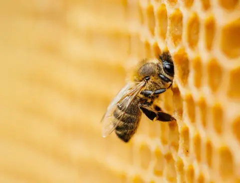 Howland's Honey product photo