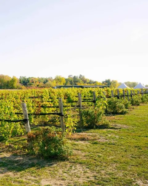 The KIN estate vineyard on the Carp Ridge