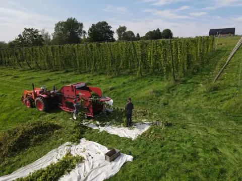 Hop harvest at La Ferme Brasserie Rurale