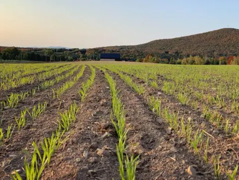 Field sown with barley at La Ferme in Shefford