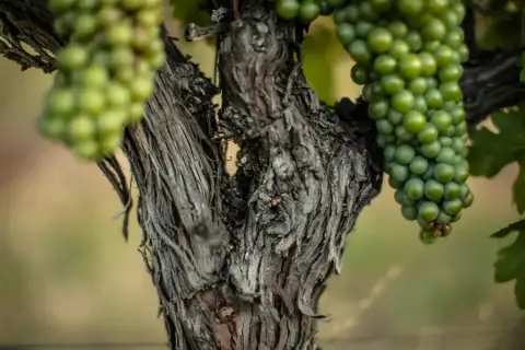 Close view of vines at La Frenz
