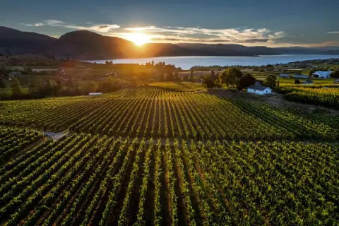 Freedom 75 vineyard on the Naramata Bench