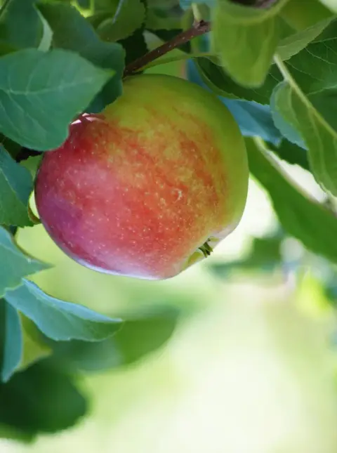 Pomme Royal Gala