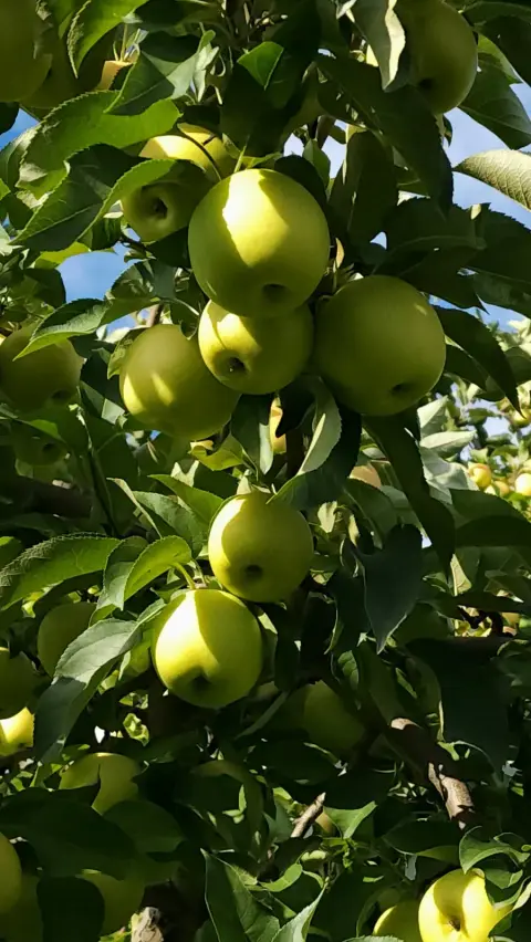 Pomme Prime Gold