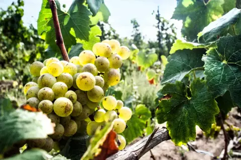Lighthall Vineyards product photo