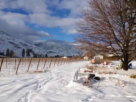 Little Farm vineyard in winter