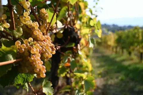 bg-wine_club-ls.jpg