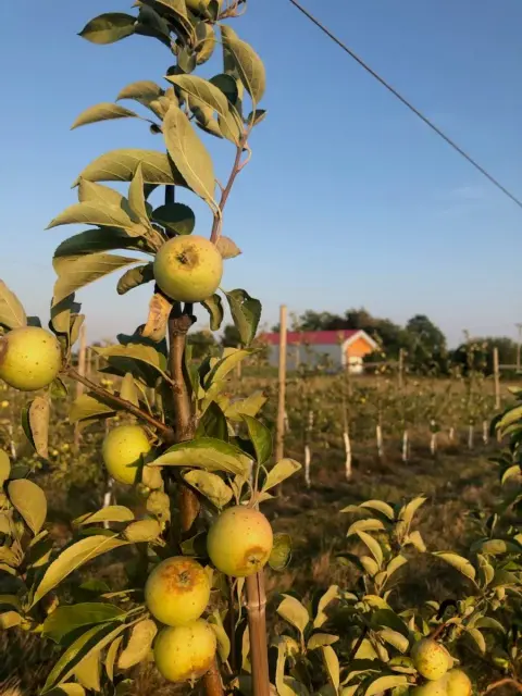 Brown Snout cider apples in the Loch Mór orchard