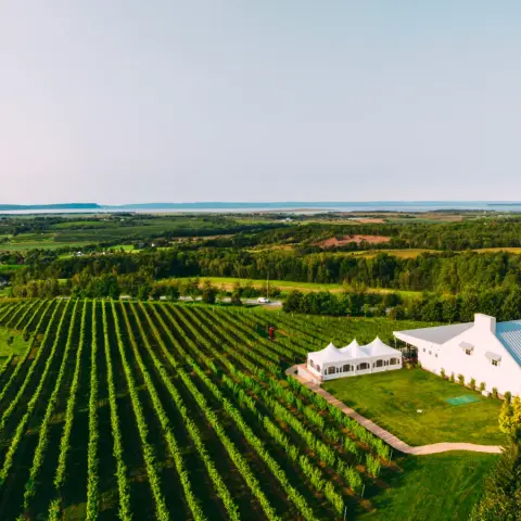 Aerial view of Luckett Vineyards' vine rows and white winery building above the Gaspereau Valley
