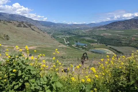 Maverick Crux Vineyard