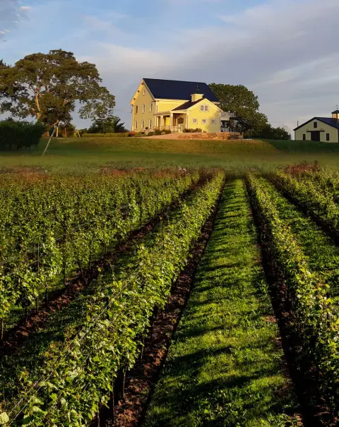 Mercator Vineyards product photo