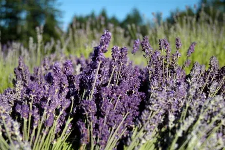 Fresh Lavendar from the Middle Mountain Mead garden