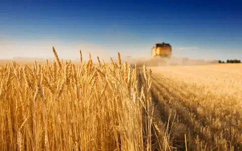 Harvest