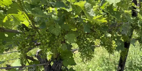 Muscedere Vineyards July 2026