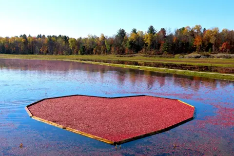 Johnston's cranberry marsh in Bala