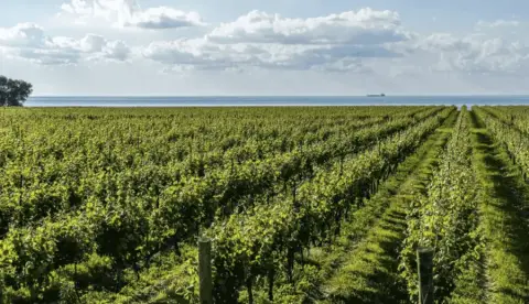 MW Cellars vineyard rows in Niagara-on-the-Lake