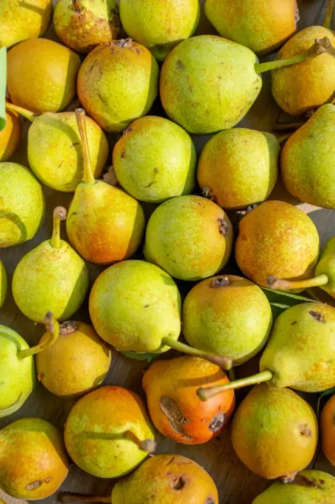 Manitoba pears collected for cider